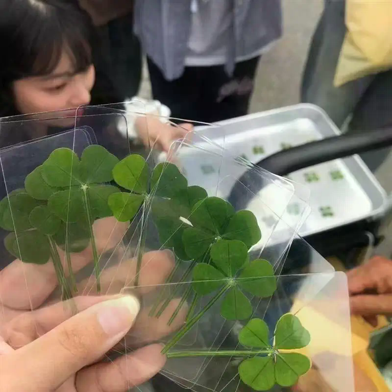 1/5/10Pcs Lucky Clover Postcar - Red Clover Flower ulasan dan harga