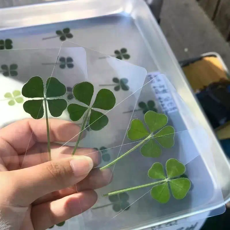 1/5/10Pcs Lucky Clover Postcar - Red Clover Flower ulasan dan harga